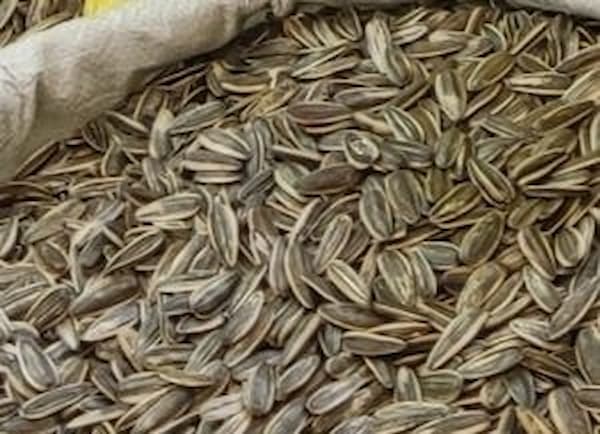 تصویر 2 از قیمت تخمه آفتابگردان کیسه ای + خرید باور نکردنی